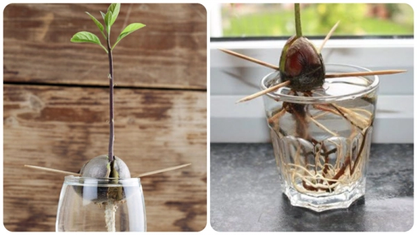 Stimulate avocado seed germination