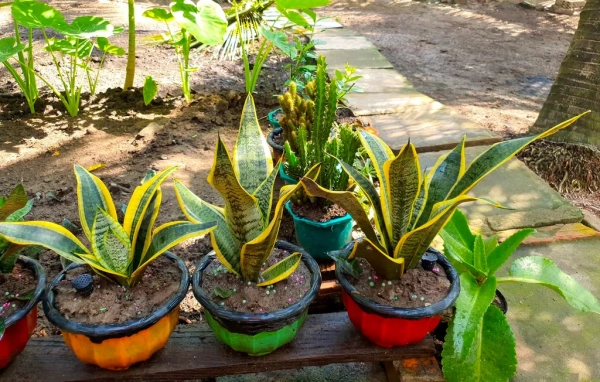 Striped Snake Plant