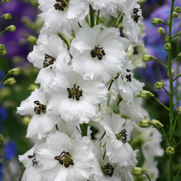 White Delphinium