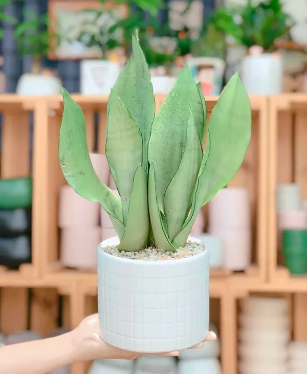 White Snake Plant