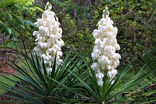 Yucca Species