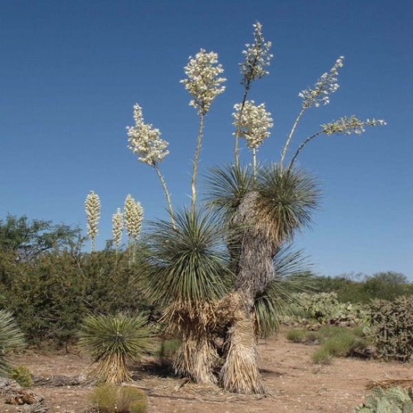 Yucca brevifolia