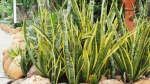 Secrets for Growing and Caring for a Healthy Snake Plant Year-Round