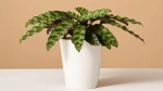 Rattlesnake Calathea: Essential Tips for Keeping Your Plant Healthy and Lush