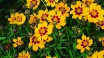 Detailed Guide on How to Plant and Care for Coreopsis