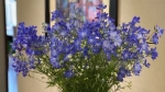 Delphinium: The Flower of Eternal Love and Elegant Beauty