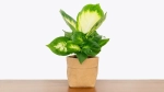 Dieffenbachia: Air Purification and Home Decoration, but Beware of its Toxins