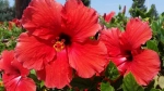 Hibiscus Plant: Characteristics, Uses, and Effective Planting Methods