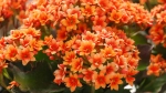 Kalanchoe: An Easy-to-Grow Plant for Beginners