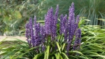 Liriope: The Perfect Solution for Shady Gardens