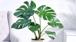 Monstera: The Wild Beauty of the Tropics in Your Home