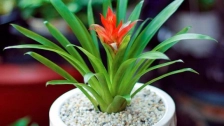 How to Grow and Care for Bromeliads Indoors