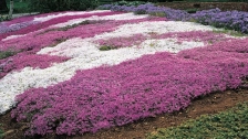 Detailed Guide on Growing and Caring for Creeping Phlox