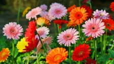 Tips for Growing Healthy Gerbera Daisies Year-Round