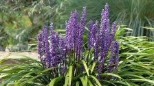 Liriope: The Perfect Solution for Shady Gardens