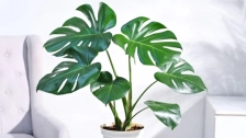 Monstera: The Wild Beauty of the Tropics in Your Home