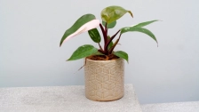 Pink Princess Philodendron: The Regal Pink Princess in the Green Plant World