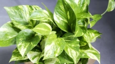 Pothos – A Highly Effective and Easy-to-Care-For Air Purifying Plant