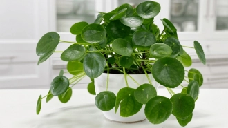 How to Care for Chinese Money Plant (Pilea Peperomioides)