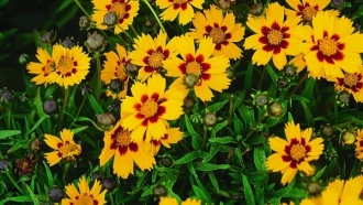 Detailed Guide on How to Plant and Care for Coreopsis