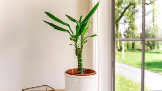 How to Grow and Care for Corn Plant (Dracaena fragrans)