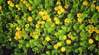 Creeping Jenny: An Easy-to-Grow, Low-Maintenance Plant with Many Benefits