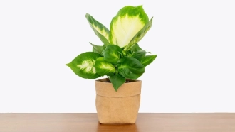 Dieffenbachia: Air Purification and Home Decoration, but Beware of its Toxins