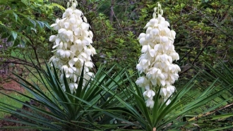 Yucca: Everything You Need to Know About This Unique Plant