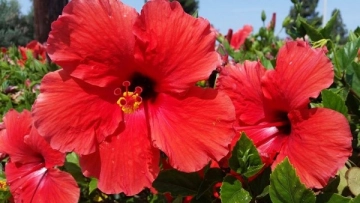 Hibiscus Plant: Characteristics, Uses, and Effective Planting Methods