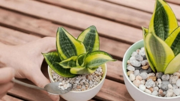 Common Issues with Snake Plants and How to Fix Them