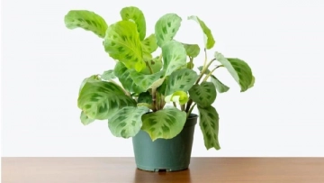 Prayer Plant: Turn Your Home into a Tropical Garden