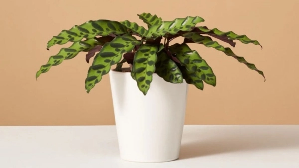 Rattlesnake Calathea: Essential Tips for Keeping Your Plant Healthy and Lush