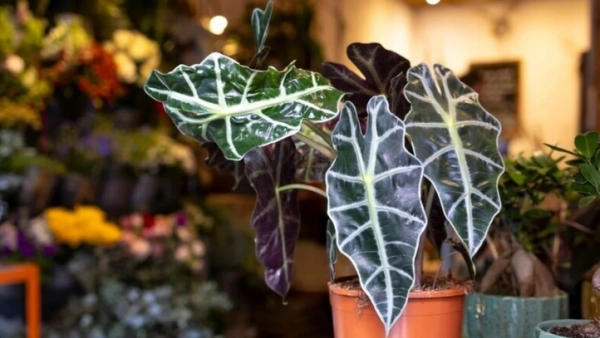 Discover the Diverse World of Alocasia Species