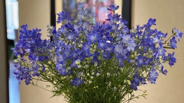 Delphinium: The Flower of Eternal Love and Elegant Beauty