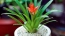 How to Grow and Care for Bromeliads Indoors