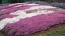 Detailed Guide on Growing and Caring for Creeping Phlox