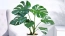 Monstera: The Wild Beauty of the Tropics in Your Home