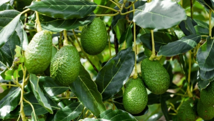 Growing Your Own Avocado Tree: Enjoy Fresh Fruits Right at Home