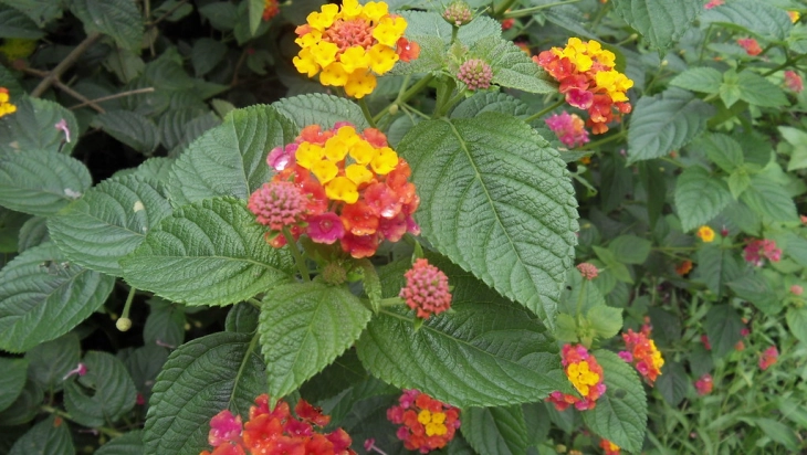 Tips for Growing and Caring for Lantana to Create a Beautiful Garden