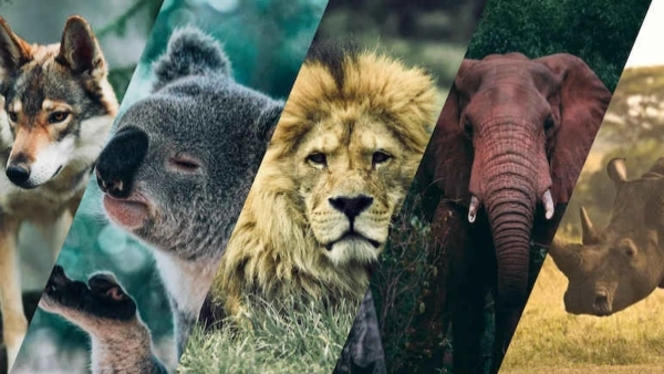 Spirit Animal Quizzes – Find Your Animal Guide, Totem & Nature Personality Match